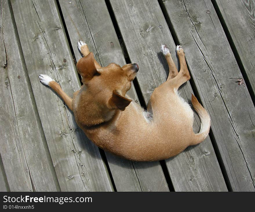 While sun bathing on the deck, a young, nine pound Chihuahua is alerted by the presence of nearby fauna. She considers her options. While sun bathing on the deck, a young, nine pound Chihuahua is alerted by the presence of nearby fauna. She considers her options.