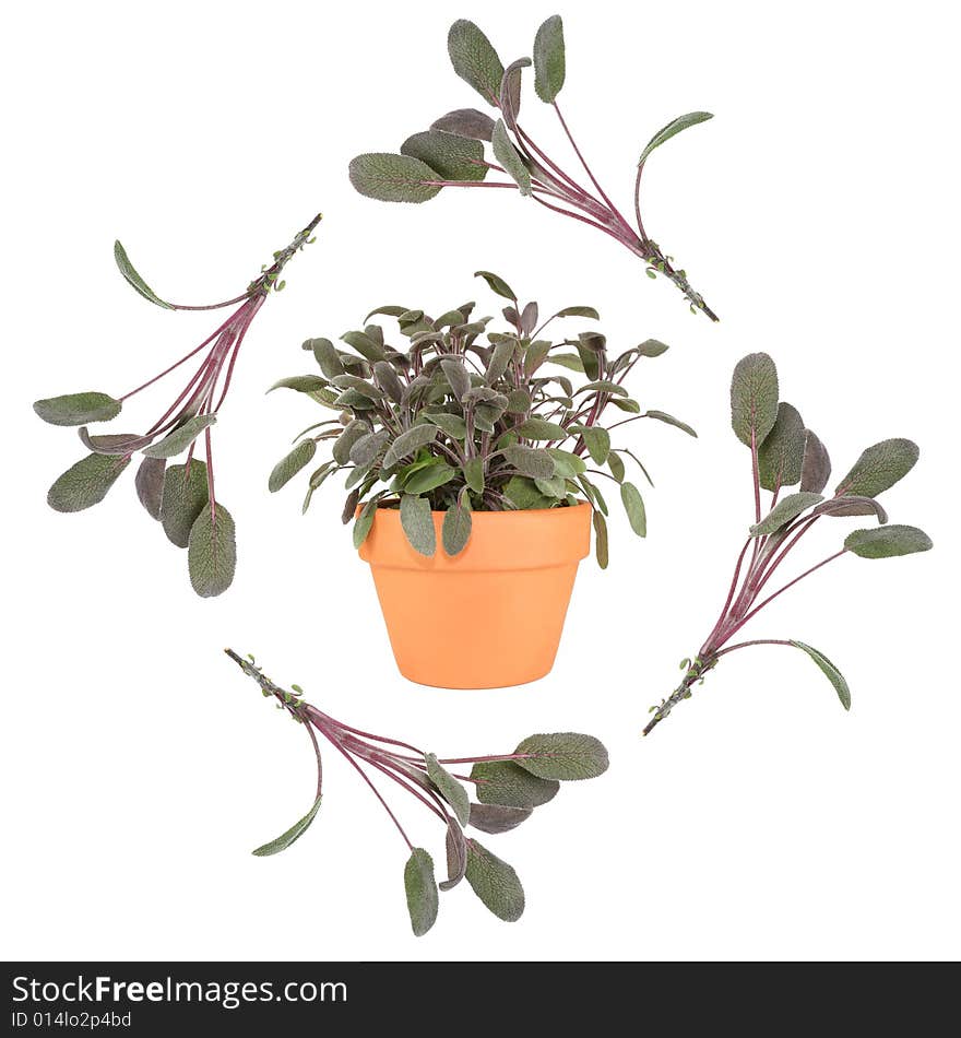 Abstract design of four purple sage leaf sprigs forming a border with a terracotta pot of growing sage set inside. Over a white background. Abstract design of four purple sage leaf sprigs forming a border with a terracotta pot of growing sage set inside. Over a white background.