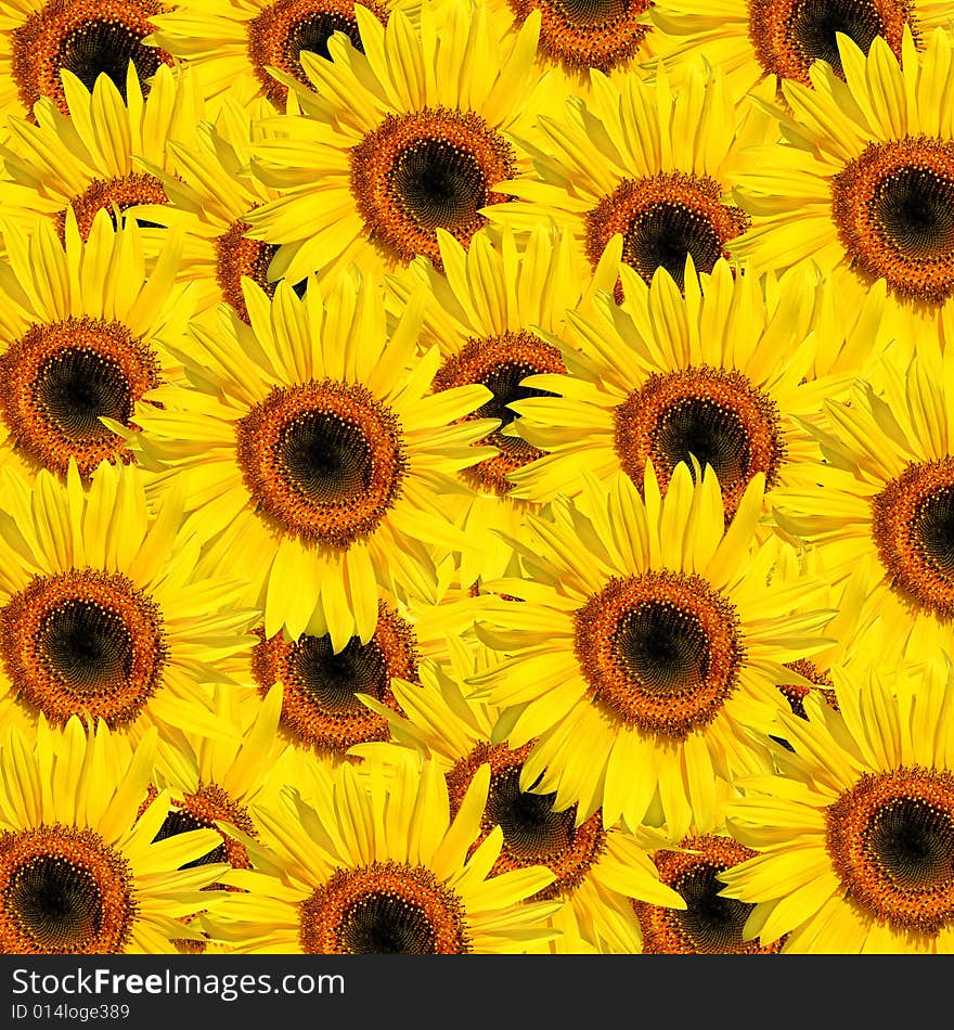 Sunflowers in full bloom in summer forming a background. Sunflowers in full bloom in summer forming a background.