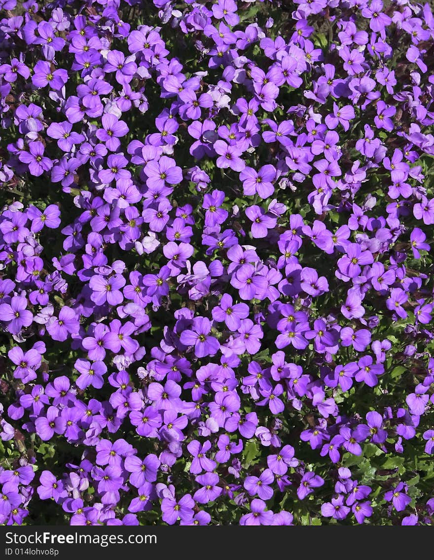 Aubretia Plant