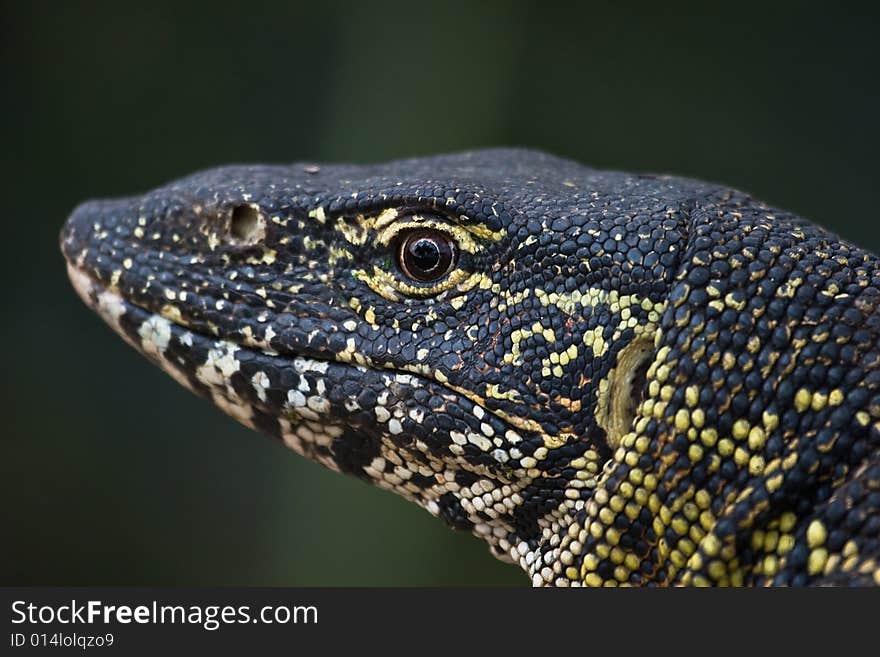 Portrait of a water Leguan with out of focus background and focus on the eye. Portrait of a water Leguan with out of focus background and focus on the eye