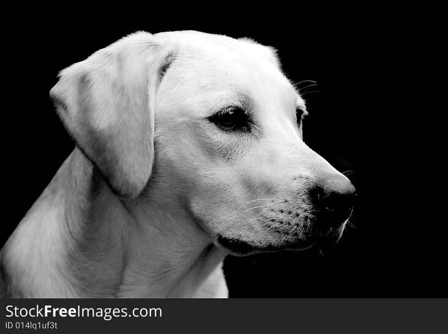 Adorable yellow labrador