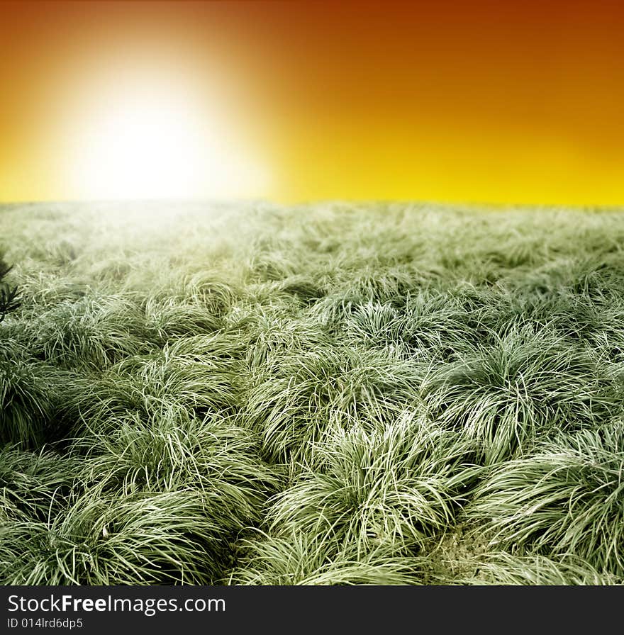 A grass field and a sunset