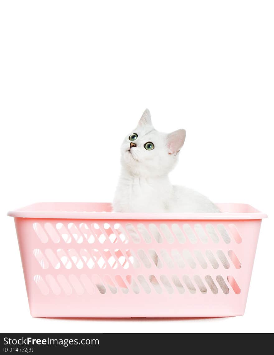 Adorable british kitten sitting in a pink basket and looking up. Isolated on white background