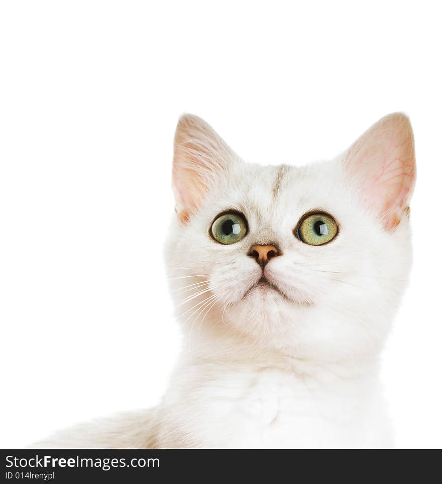 Beautiful british kitten close-up shot. Isolated on white background