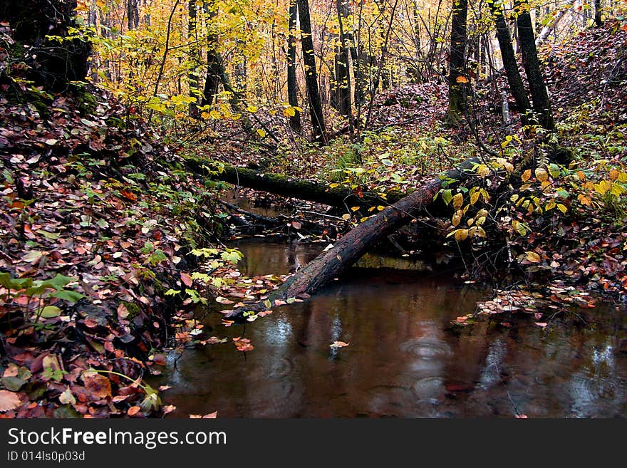 The Autumn wood. Saratov. Russia.