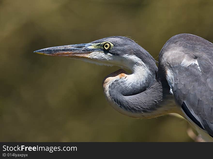 Closeup of a single young Grey Heron with intense look and sharp beak. Closeup of a single young Grey Heron with intense look and sharp beak