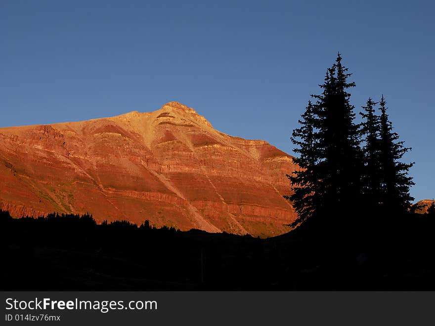 Looking up through several pine trees in forest at mountains with sunlight. Looking up through several pine trees in forest at mountains with sunlight