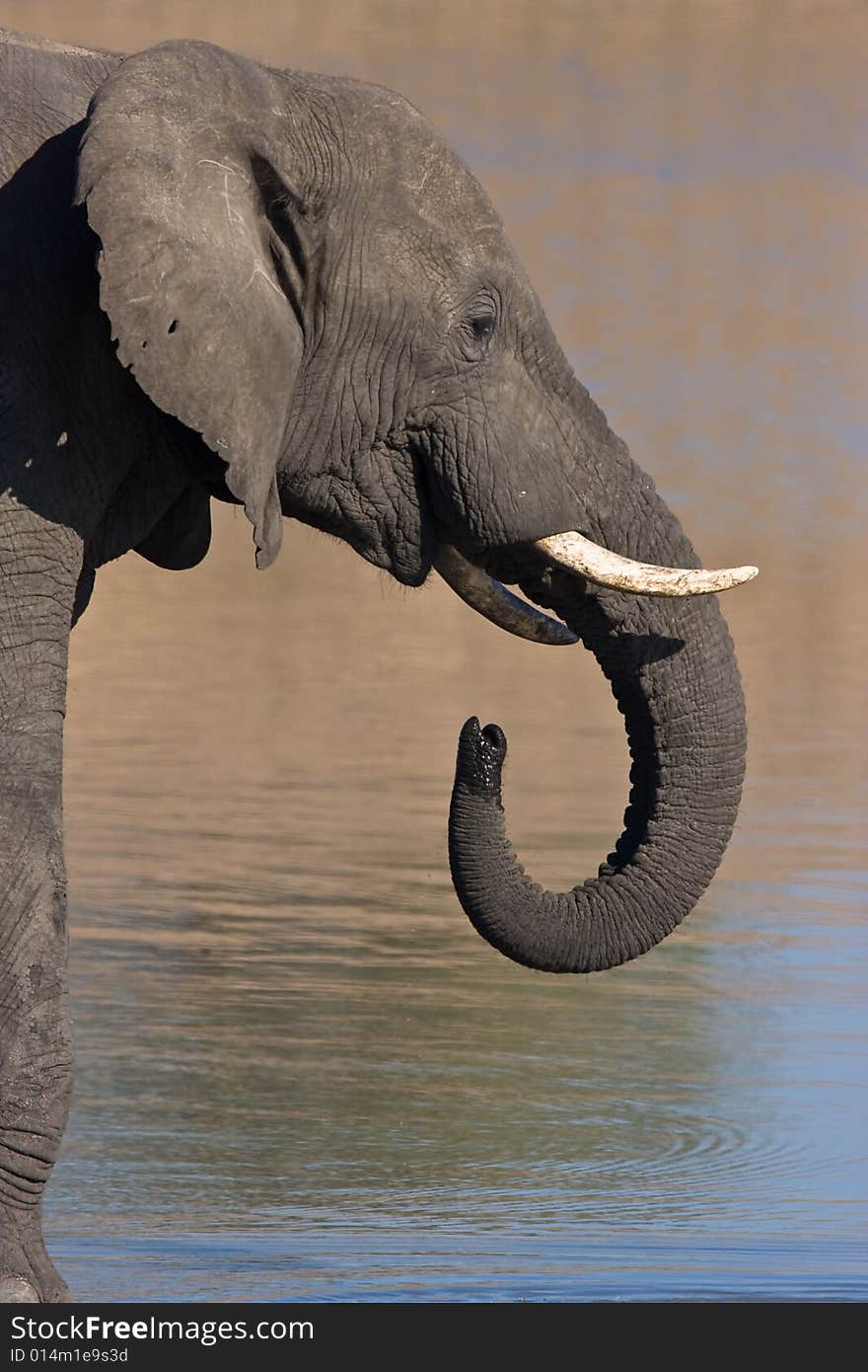 African Elephant Drinking