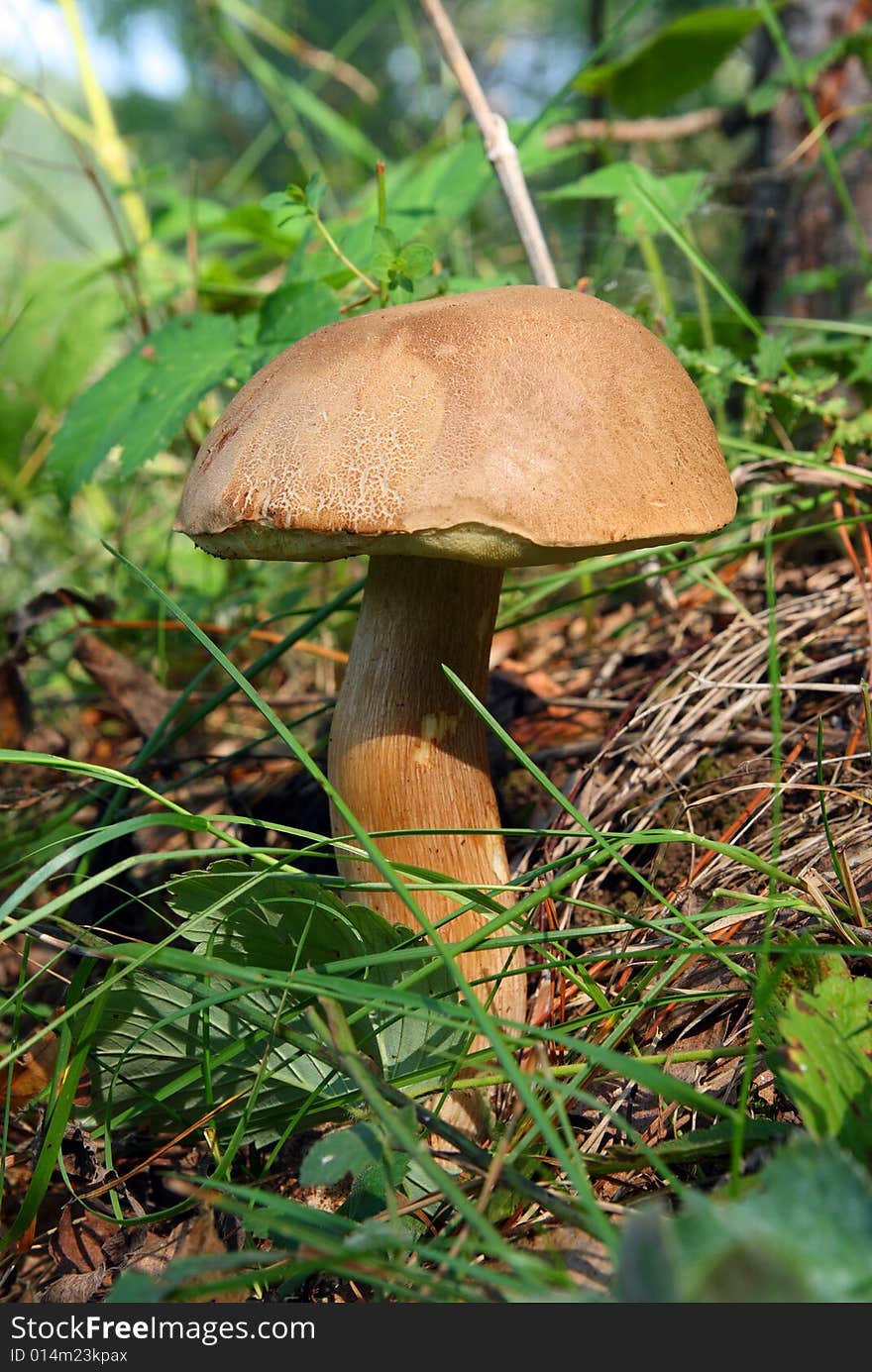 Mushroom in grass