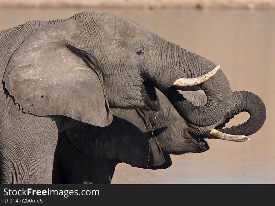 Two Large African Elephant drinking water from the Mpondo dam. Two Large African Elephant drinking water from the Mpondo dam