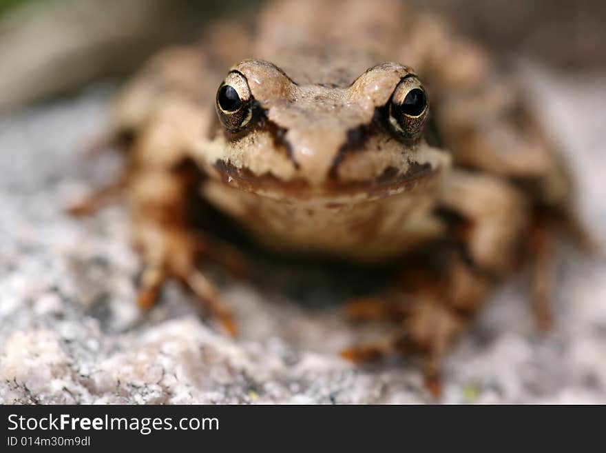 Brown frog Rana temporaria face to face