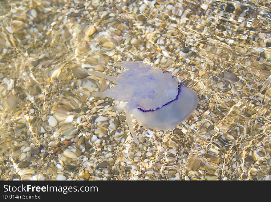 Jellyfish