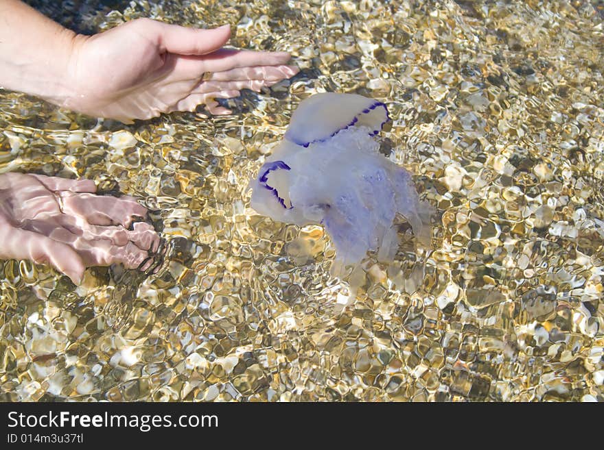 Jellyfish