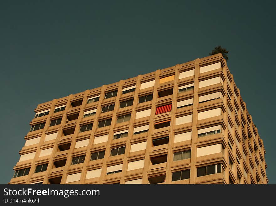 A growing tree on the top of the building. A growing tree on the top of the building