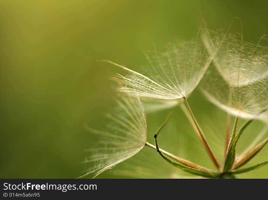 Close-up of fluffy seeds. Close-up of fluffy seeds