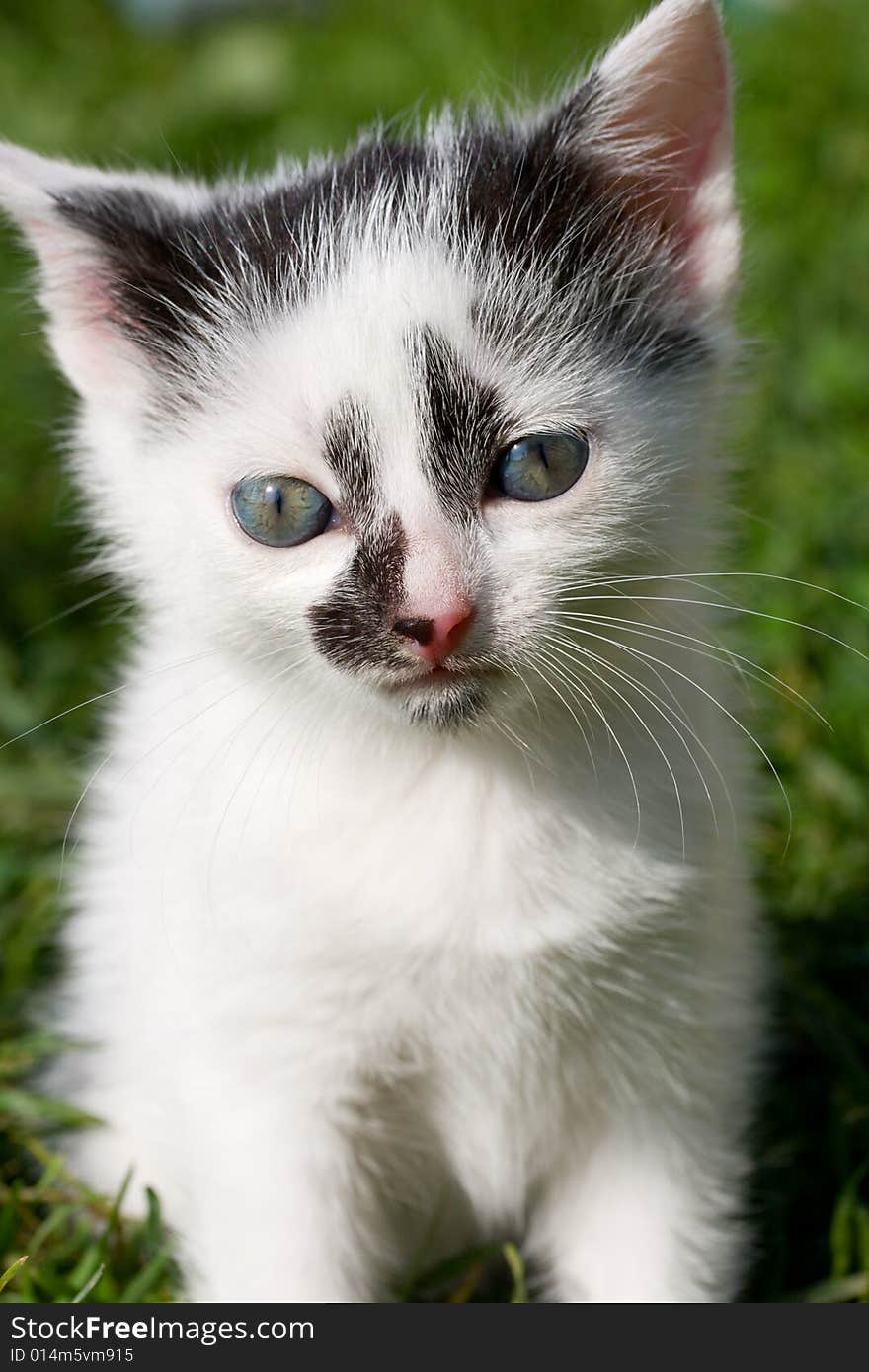 Sitting Kitten