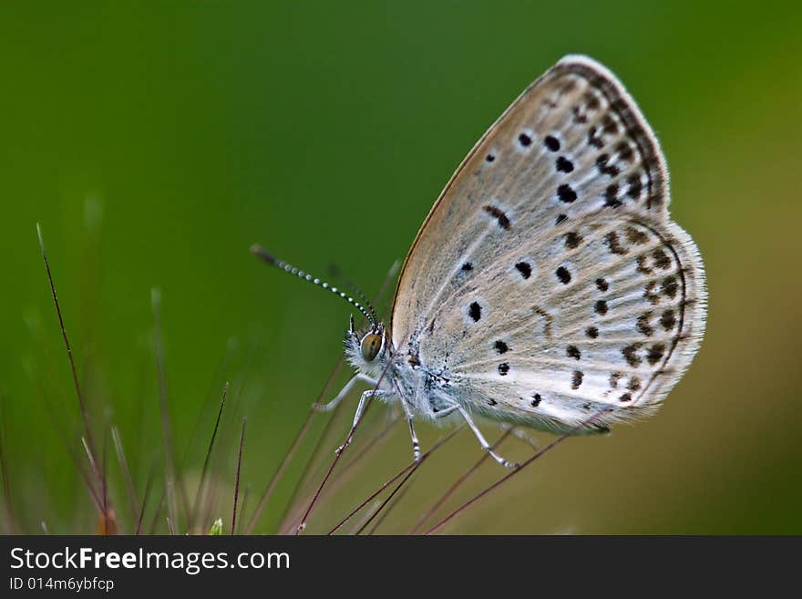 A colorful Butterfly stays at a leaf.