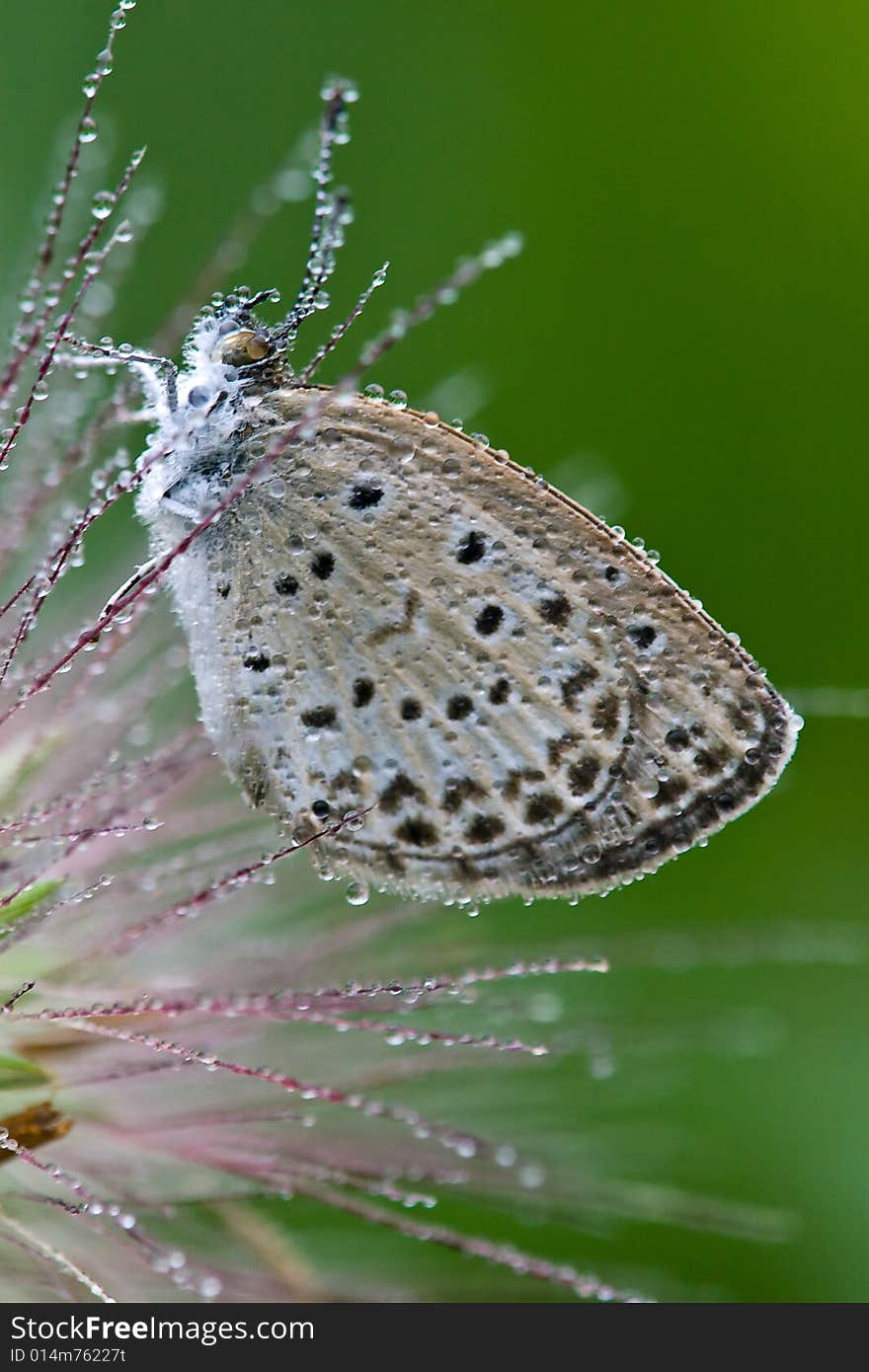 Butterfly With Water Drops