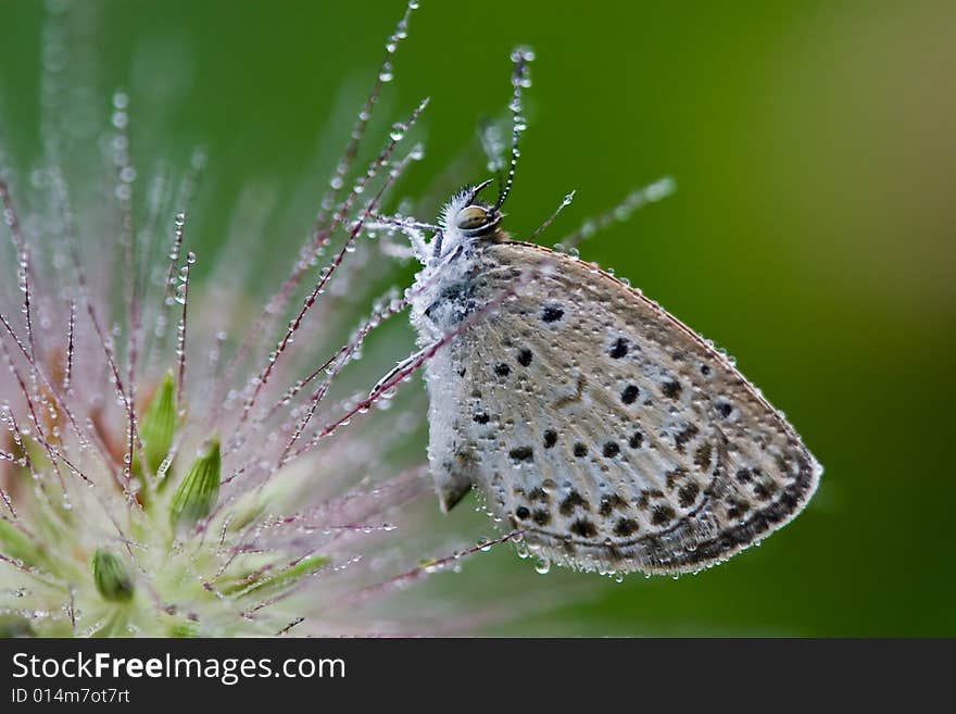 Butterfly with water drops