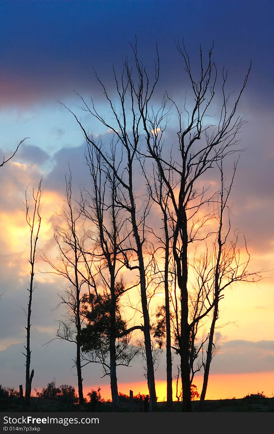 Trees at on the background of dramatic sunset sky. Trees at on the background of dramatic sunset sky