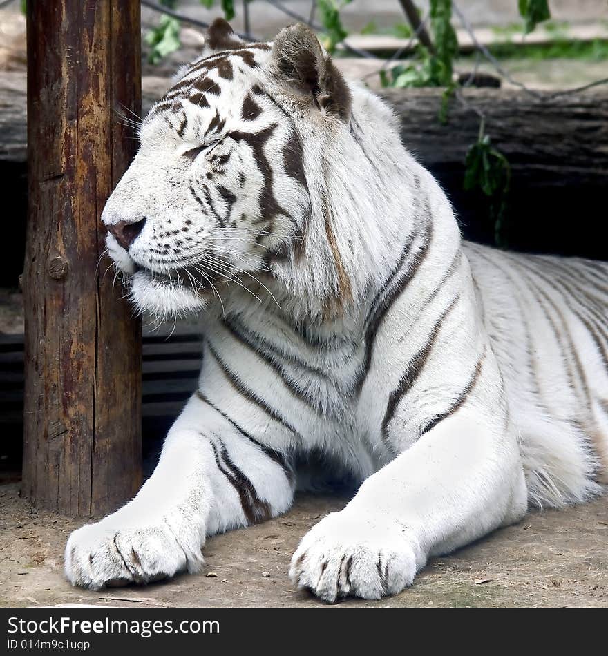 Portrait of white tiger. Rare animal. Portrait of white tiger. Rare animal