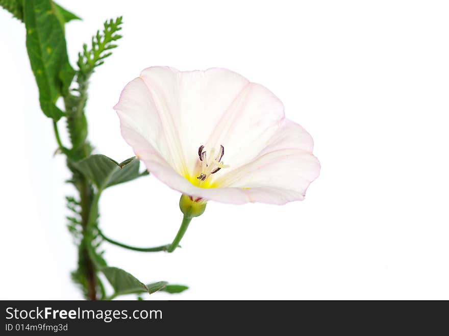 Beautiful  flowers on white background