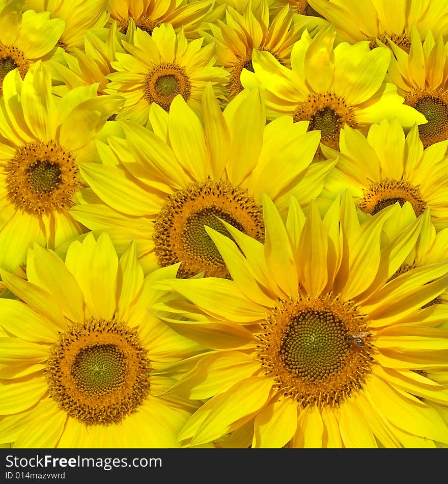 Beautiful Yellow Sunflowers Background