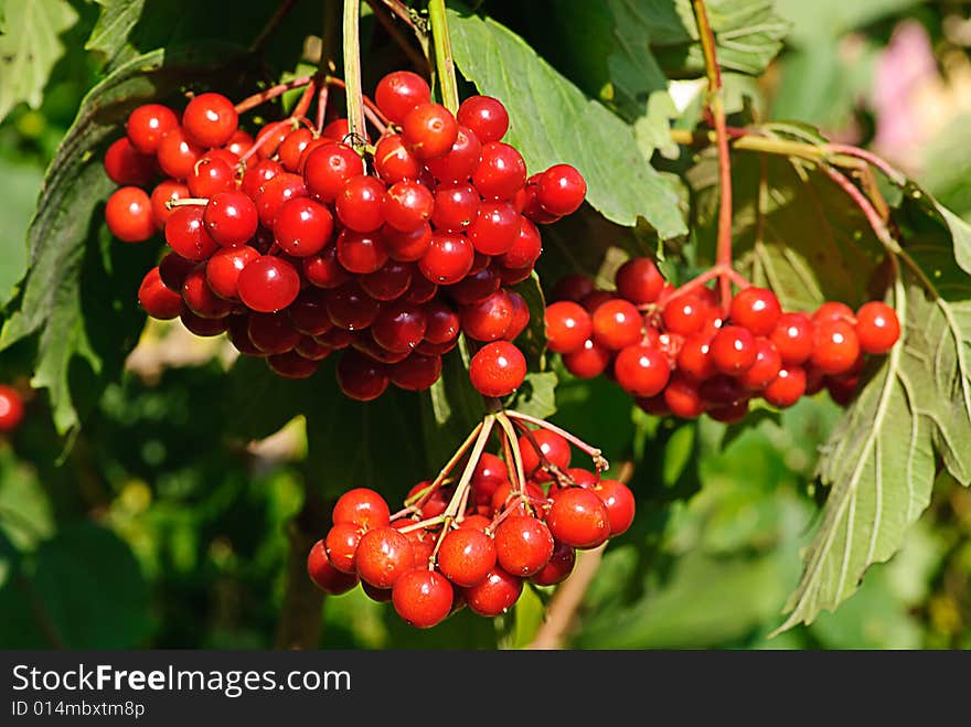 Ripe red arrow wood in garden late autumn. Ripe red arrow wood in garden late autumn