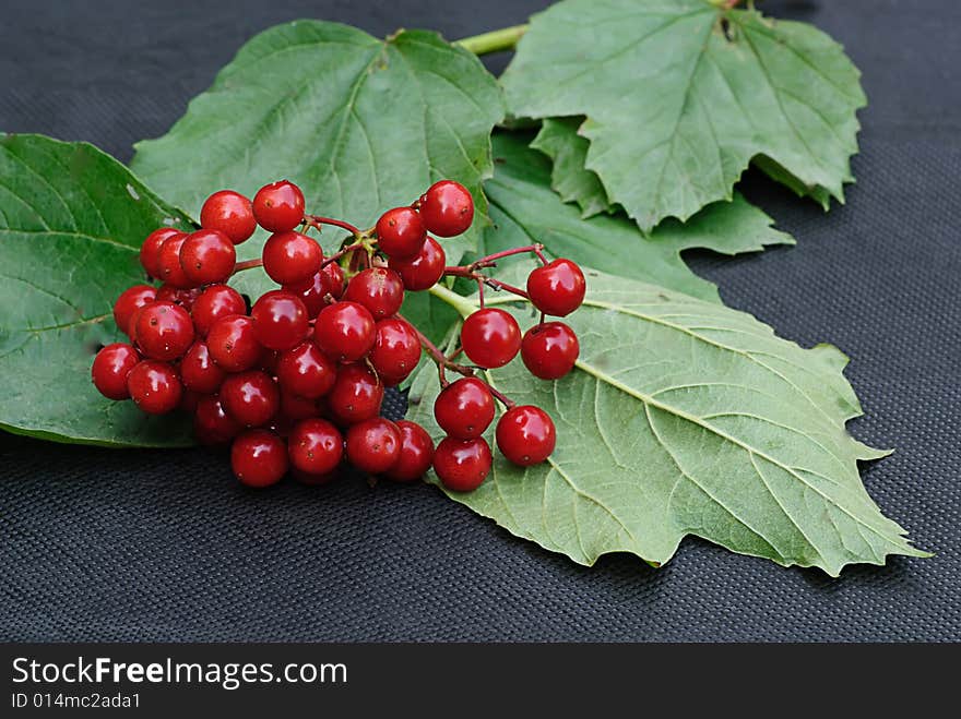 Ripe red arrow wood in late autumn. Ripe red arrow wood in late autumn