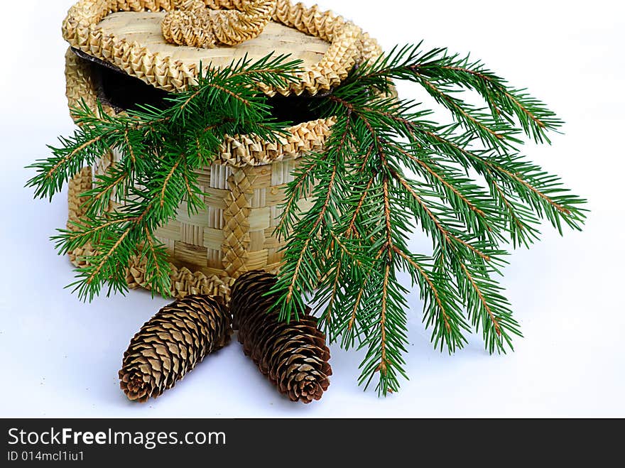 Branch fir-tree with pine cone