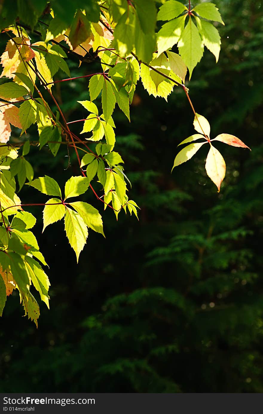 Foliage