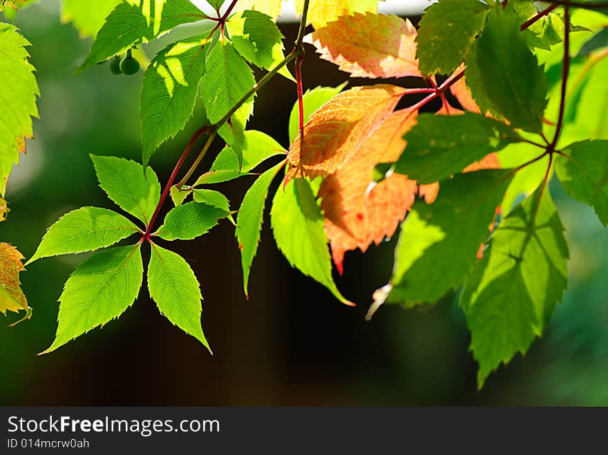 Foliage