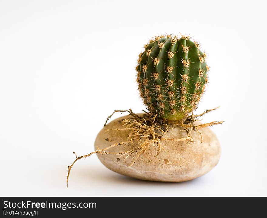 Little round cactus with roots on a stone