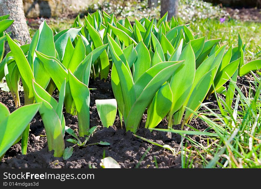 Young green leaves on background a ground