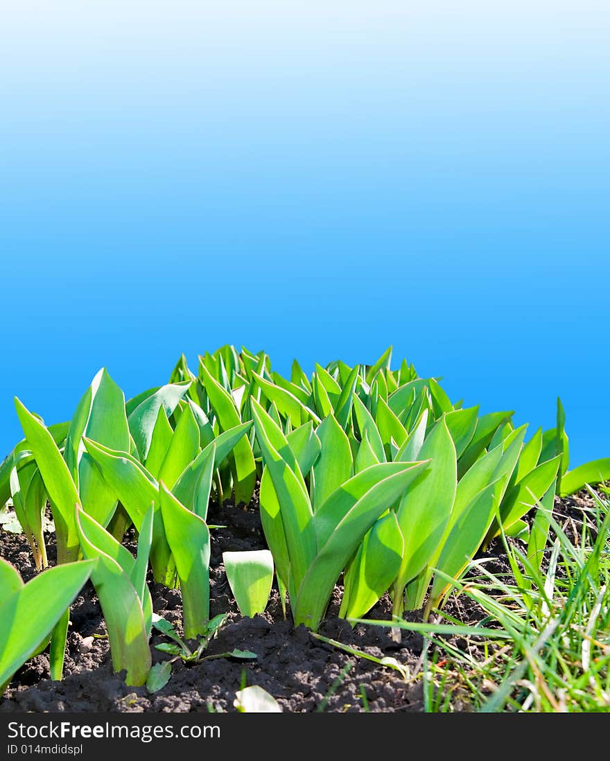 Young green leaves on a background blue sky