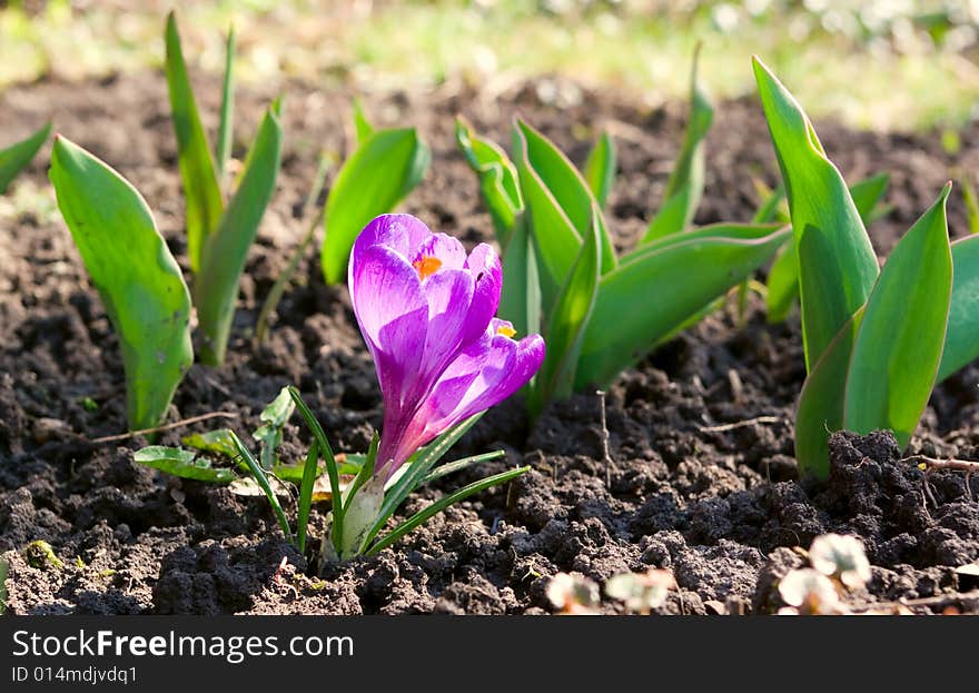 Young violet flower grows from raw soil