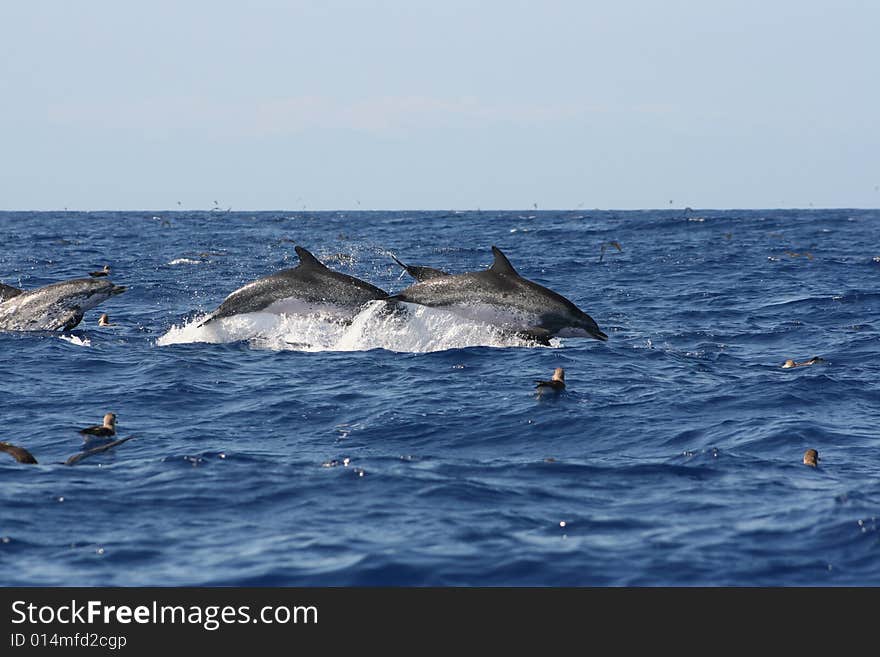 Family of wild spoted dolphins swimming and jumping free on the ocean. Family of wild spoted dolphins swimming and jumping free on the ocean