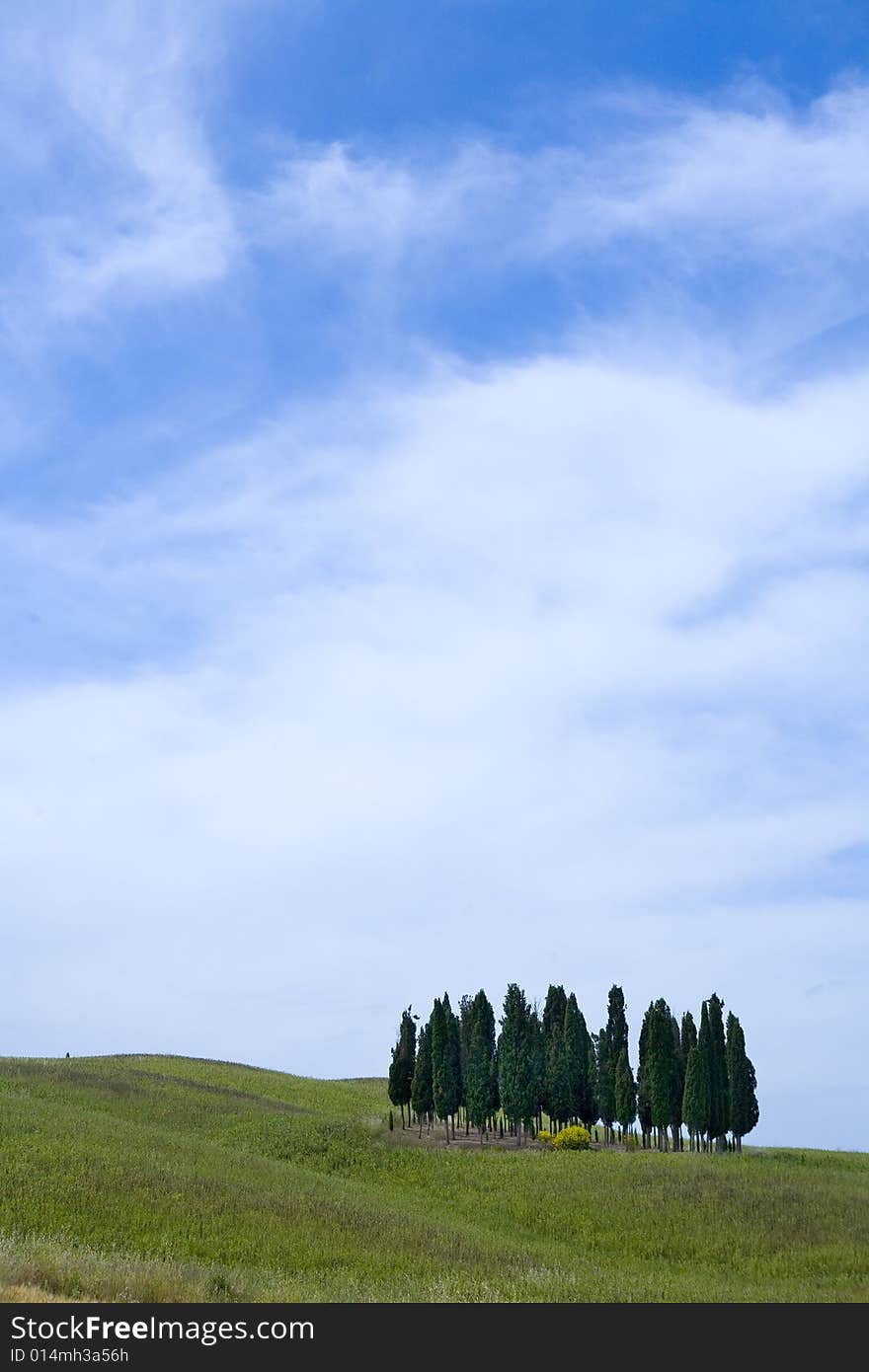 Tuscany countryside, landscape with isolated cypress. Tuscany countryside, landscape with isolated cypress