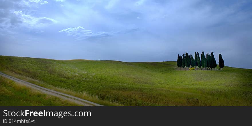 Tuscany countryside, landscape with isolated cypress. Tuscany countryside, landscape with isolated cypress