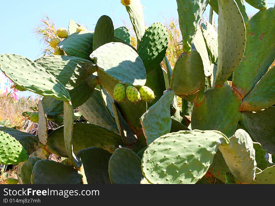 Large green cactus on the island of Crete. Greece