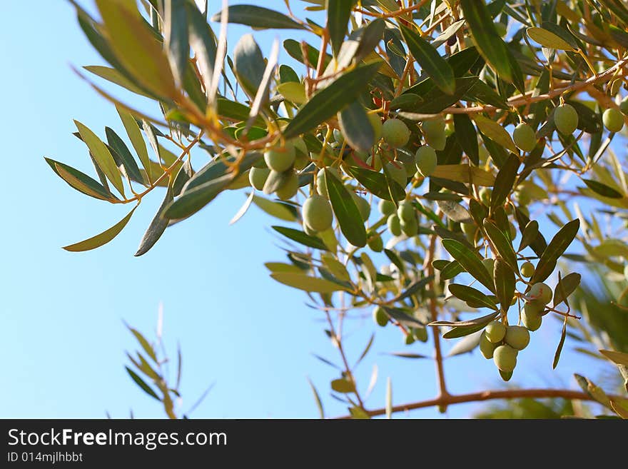 Greek olives. Olive branch on the island of Crete. Greece