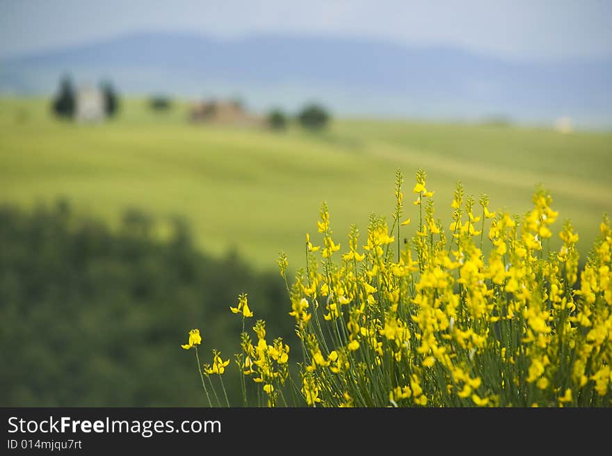 TUSCANY countryside, blooming bush