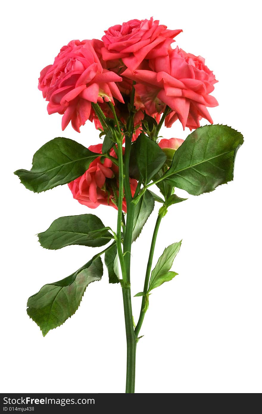 Fresh scarlet roses on a white background