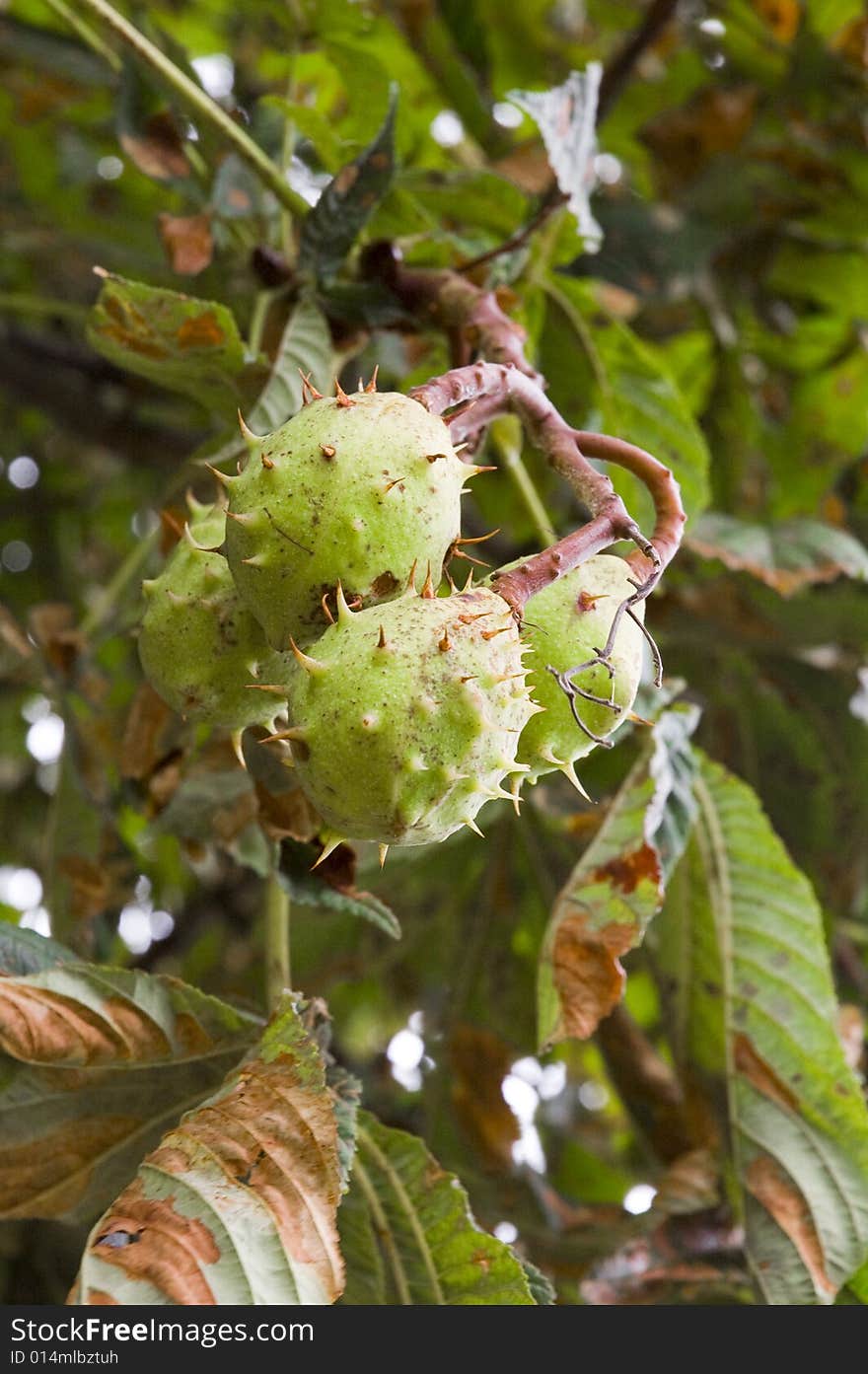 Green and thorny chestnut fruit on branch