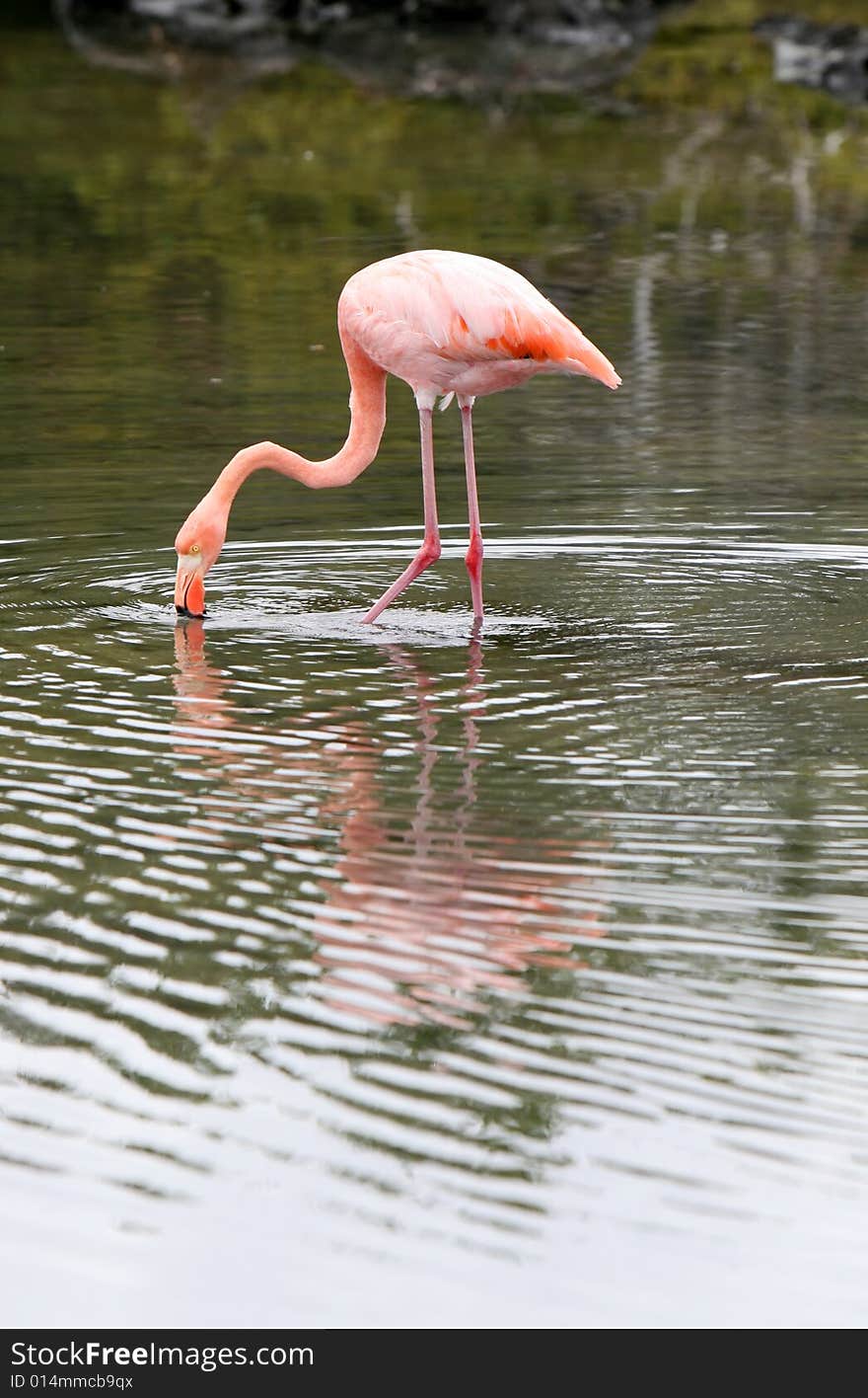 A beautiful pink flamingo in search of food in a small pond. A beautiful pink flamingo in search of food in a small pond