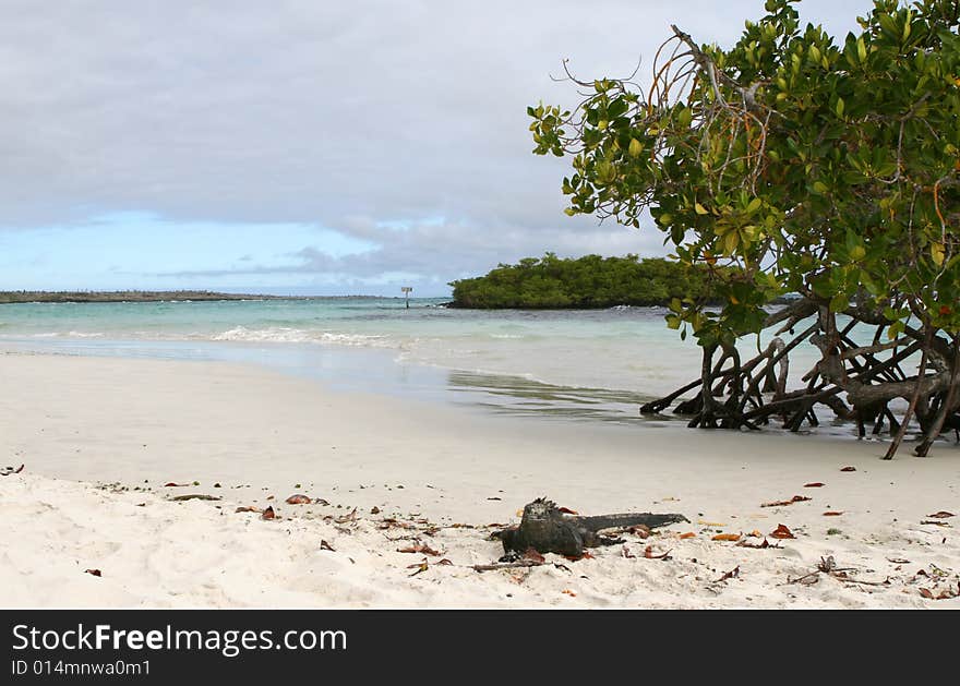 A marine iguana on a sandy beach