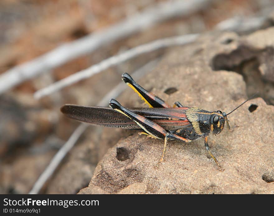 Colorful Grasshopper