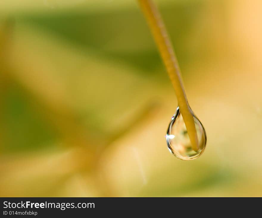 The close-up of the thorm with droplet. The close-up of the thorm with droplet.