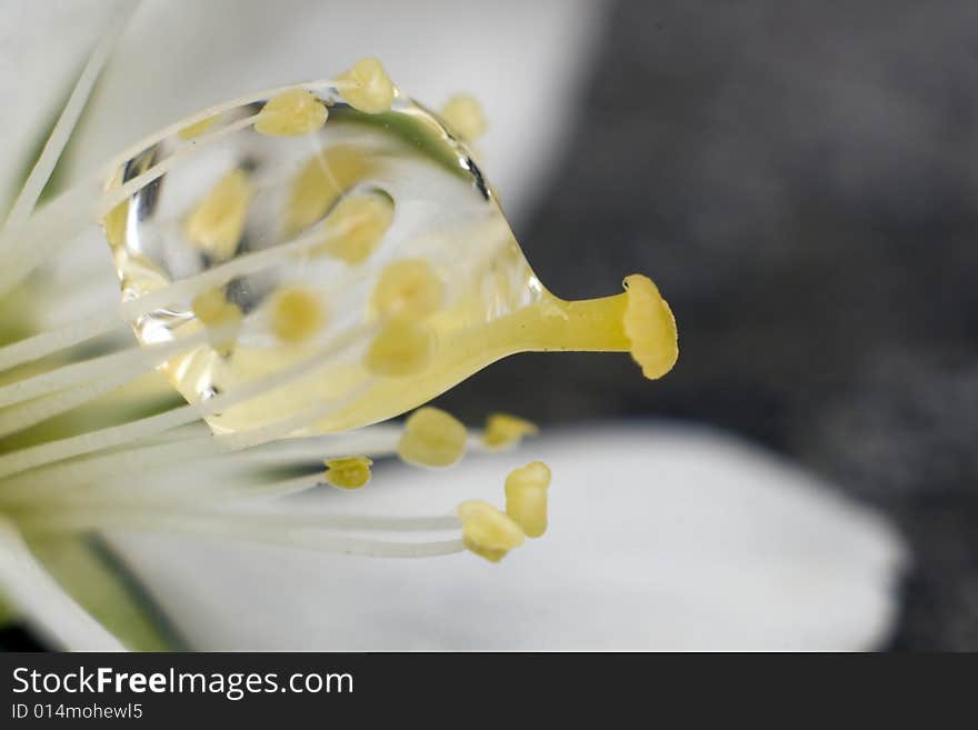 A water drop macro in the interior of one flower. A water drop macro in the interior of one flower